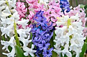 HYACINTHUS ORIENTALIS WHITE PEARL, PINK PEARL & BLUE PEARL