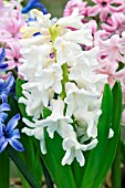 HYACINTHUS ORIENTALIS WHITE PEARL