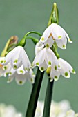 LEUCOJUM AESTIVUM GRAYVETYE GIANT