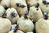 CHITTING SEED POTATOES IN TRAYS PRIOR TO PLANTING