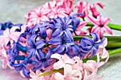 HYACINTHUS ORIENTALIS