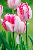 TULIPA PEACH BLOSSOM