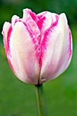 TULIPA PEACH BLOSSOM