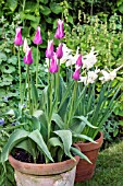 TULIPA BALLADE AND NARCISSUS TRIANDRUS THALIA IN EARTHENWARE POTS