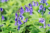 HYACINTHOIDES NON-SCRIPTA