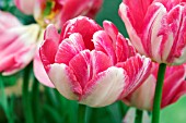 TULIPA PEACH BLOSSOM