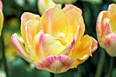 TULIPA PEACHES & CREAM