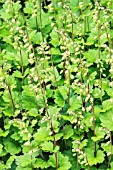 TELLIMA GRANDIFLORA