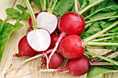 RADISH VIENNA