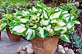 HOSTA FIRE & iCE IN AN EARTHENWARE POT