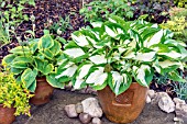 HOSTA FIRE & iCE IN AN EARTHENWARE POT