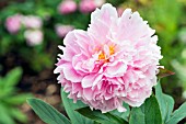 PAEONIA SARAH BERNHARDT