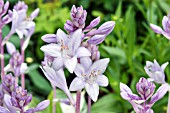 HOSTA FIRE & ICE IN FLOWER