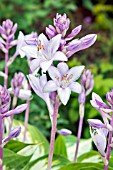 HOSTA FIRE & ICE IN FLOWER