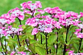 HYDRANGEA MACROPHYLLA BLACK STEEL