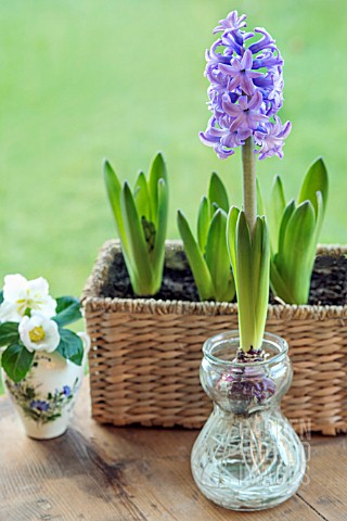 HYACINTH_GROWING_IN_WATER_IN_A_GLASS_BULB_VASE