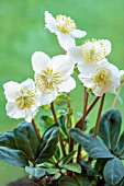 HELLEBORUS NIGER CHRISTMAS CAROL