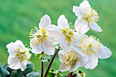 HELLEBORUS NIGER CHRISTMAS CAROL