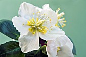 HELLEBORUS NIGER CHRISTMAS CAROL