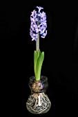BLUE HYACINTH GROWING IN A GLASS BULB VASE