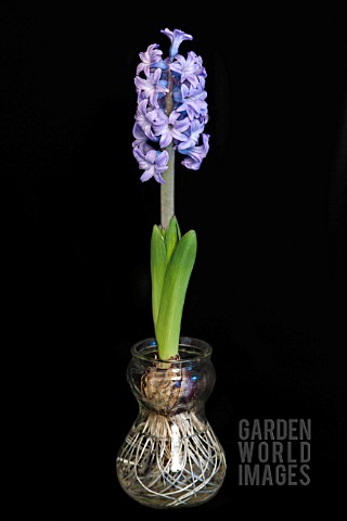 BLUE_HYACINTH_GROWING_IN_A_GLASS_BULB_VASE