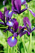 IRIS HOLLANDICA PURPLE SENSATION