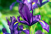 IRIS HOLLANDICA PURPLE SENSATION