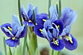 IRIS RETICULATA HARMONY