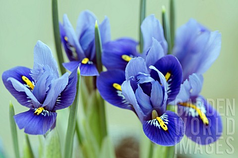 IRIS_RETICULATA_HARMONY