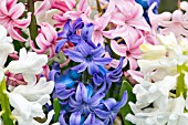 HYACINTHUS ORIENTALIS WHITE PEARL, PINK PEARL & BLUE PEARL