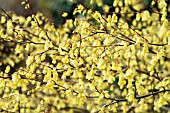 CORYLOPSIS PAUCIFLORA