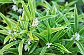 SARCOCOCCA SALIGNA