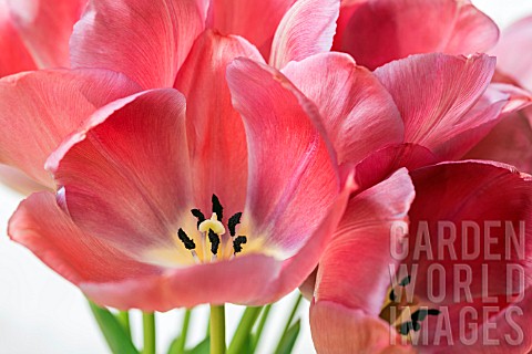 BOUQUET_OF_SPRING_TULIPS