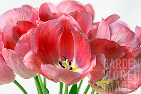 BOUQUET_OF_SPRING_TULIPS