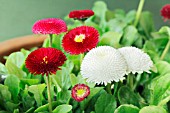 BELLIS PERENNIS