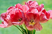 OPEN PINK TULIPS