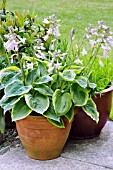 HOSTA WIDE BRIM IN FLOWER