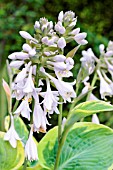 HOSTA WIDE BRIM IN FLOWER