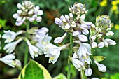 HOSTA WIDE BRIM IN FLOWER