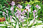 HOSTA FIRE AND ICE IN FLOWER