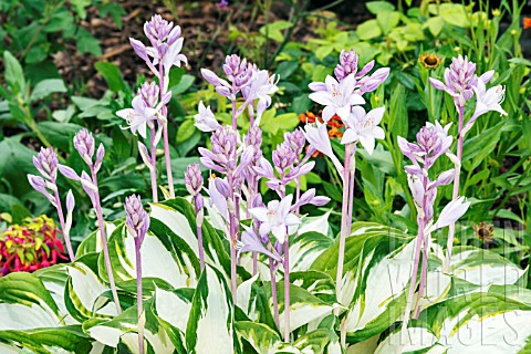 HOSTA_FIRE_AND_ICE_IN_FLOWER