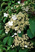 HYDRANGEA PETIOLARIS CLIMBING SHRUB