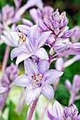 HOSTA FIRE AND ICE