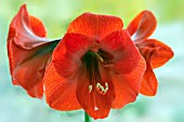 HIPPEASTRUM RED LION