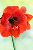 HIPPEASTRUM RED LION