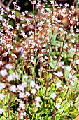 SAXIFRAGA URBIUM VARIEGATED FORM