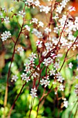 SAXIFRAGA X URBIUM