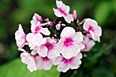 PHLOX PANICULATA BRIGHT EYES