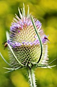 HOVERFLY ON TEASEL FLOWERHEAD