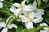 CLEMATIS MONTANA ALBA